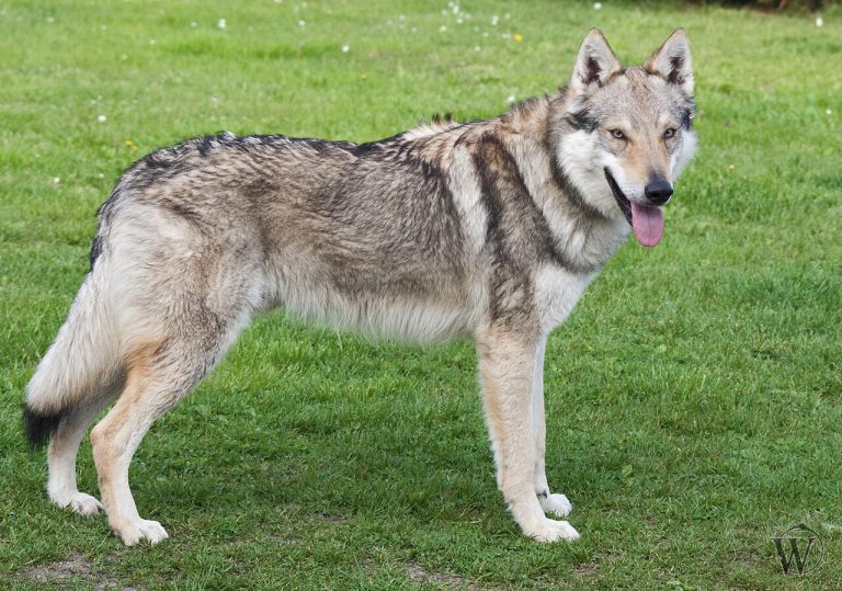 New in northern Italy: pet funeral home arrives