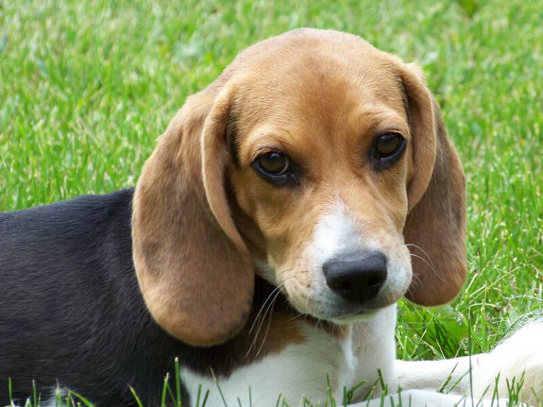 "Beagle walking": a day of joy for dogs and humans in Monza Park