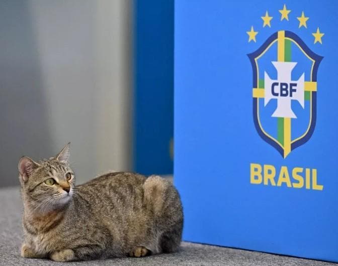 gatto hexa brasile